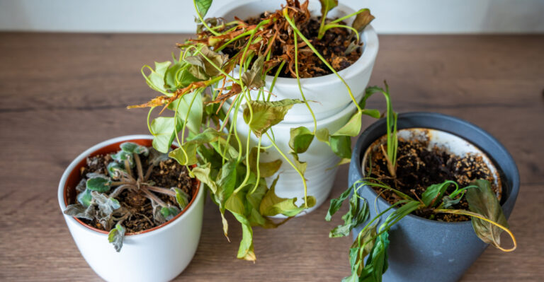 Why Some Houseplants Dry Out Faster In California Homes In Spring