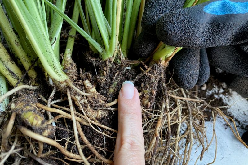 Roots Are Still Alive Even If Top Growth Looks Damaged