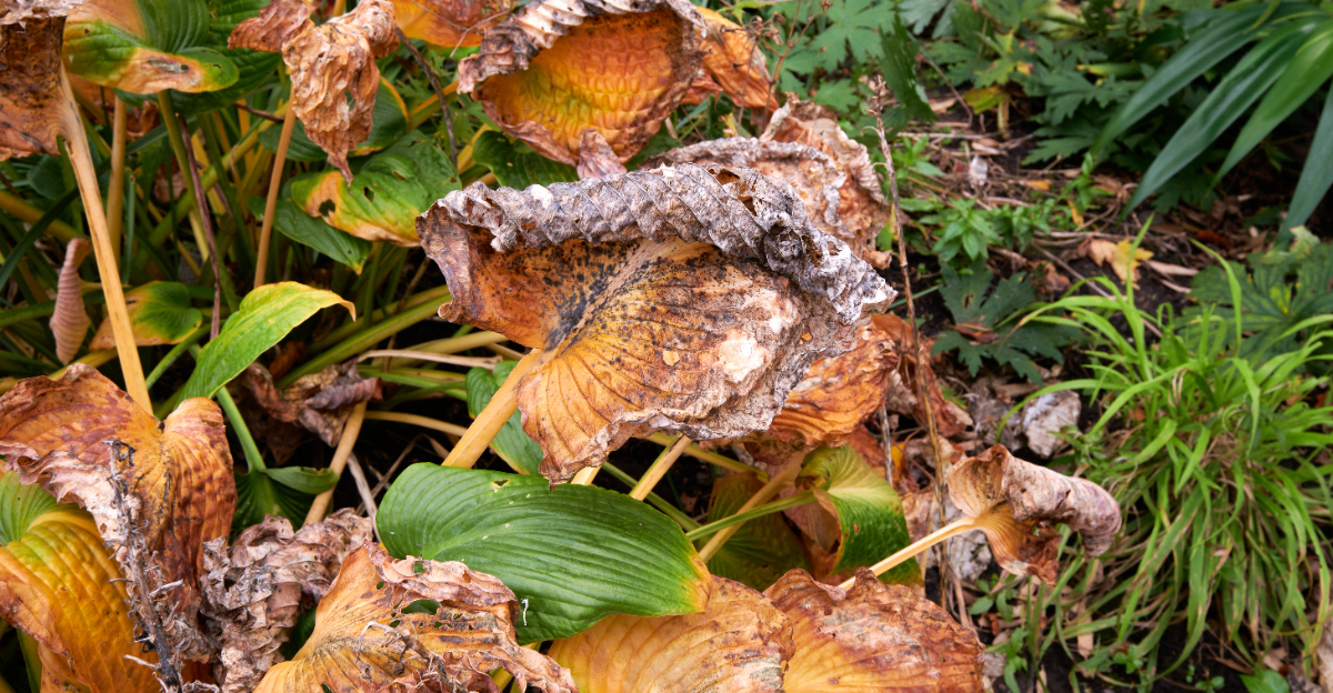 wilted plants in garden
