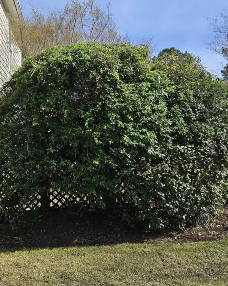 Warm, Humid Summers Can Drive Rapid Growth