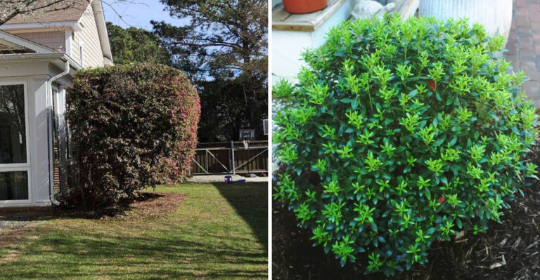 Why Some Shrubs In North Carolina Outgrow Their Space, And What To Plant Instead This Spring