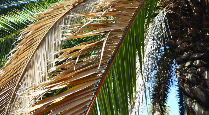 How Fertilizer Can Backfire When Palms Are Still Semi-Dormant