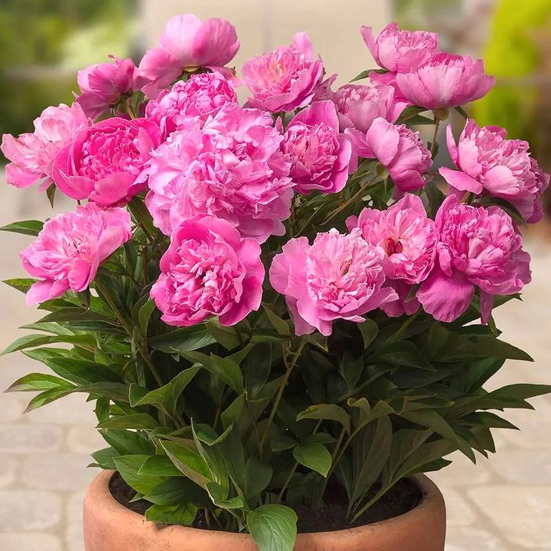 The Difference Between Planting Bare Root And Potted Peonies