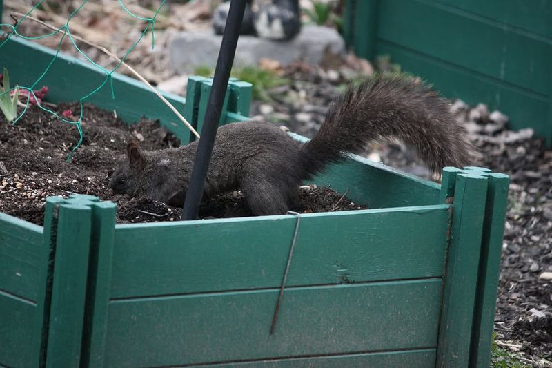 Beds Are Easy To Dig