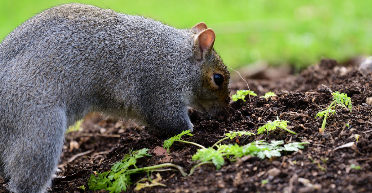 squirrel digging garden bed