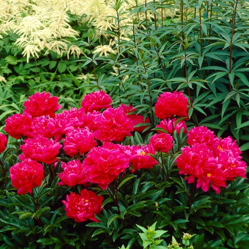 Why Peonies Should Be Planted Where They Can Stay Put