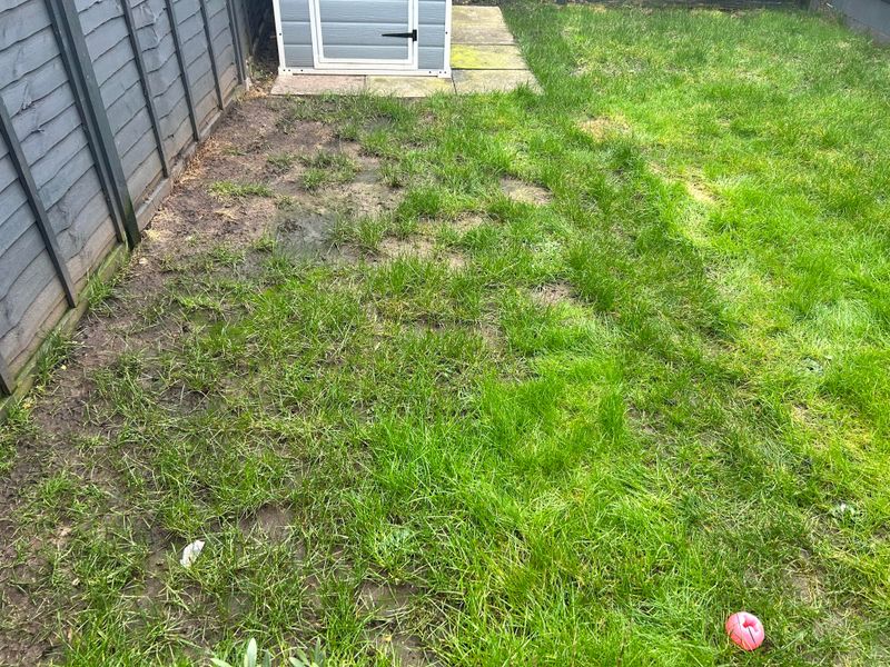 Why It Works Better Than Struggling Grass In Sunny Spots