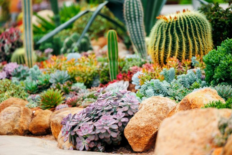 succulents