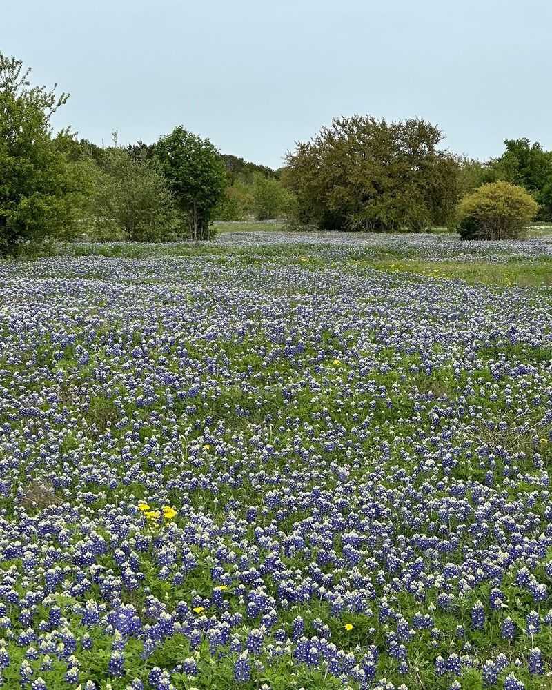 Where Bluebonnets Make The Biggest Impact