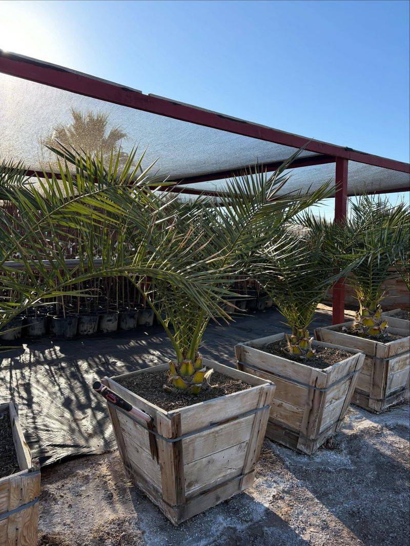 What Texas Gardeners Should Use Instead