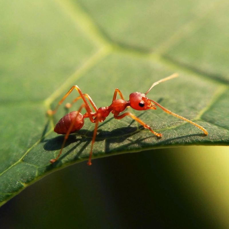 How To Control Fire Ants Without Hurting Your Plants