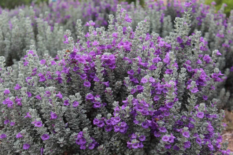 Why It Thrives In Texas Heat