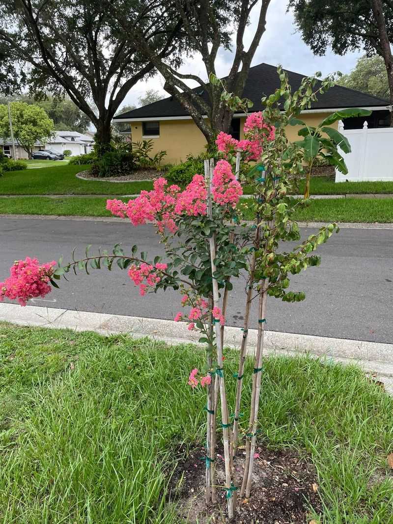 How To Help A New Crapemyrtle Establish Without Overdoing Water