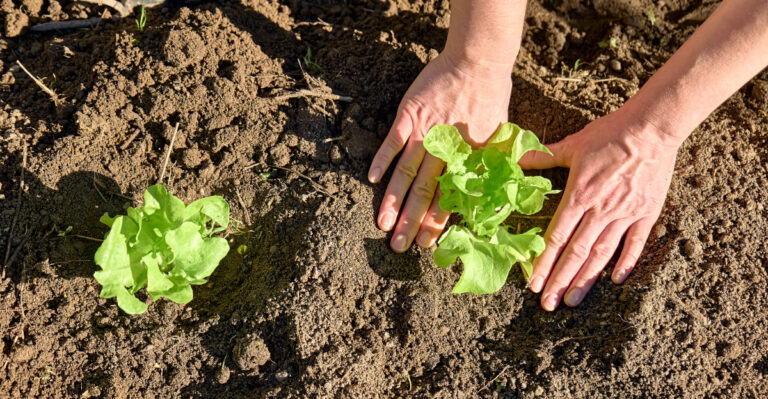 planting lettuce