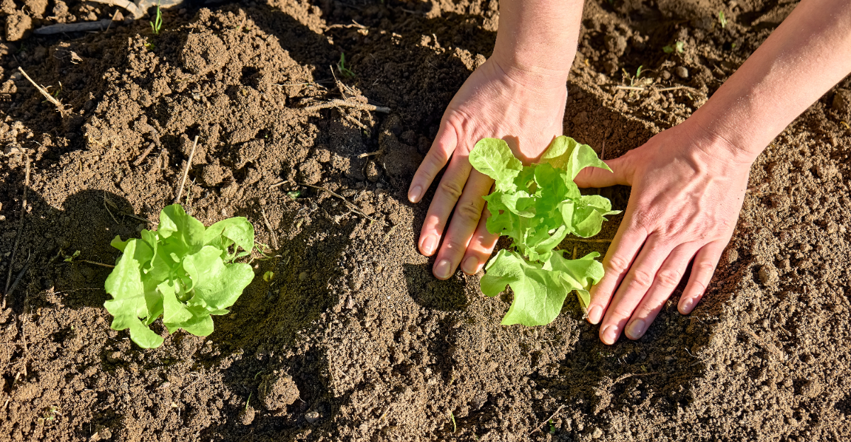 planting lettuce