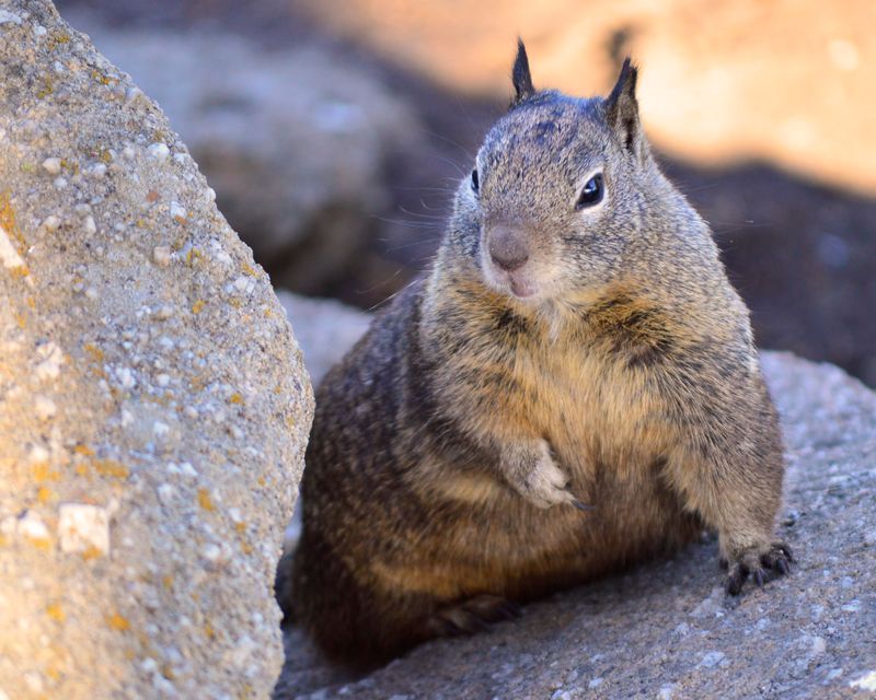 Where Ground Squirrels Usually Dig