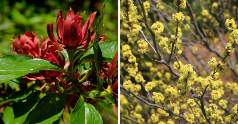 Why These North Carolina Spring Bloomers Outshine Forsythia And Look Good All Year