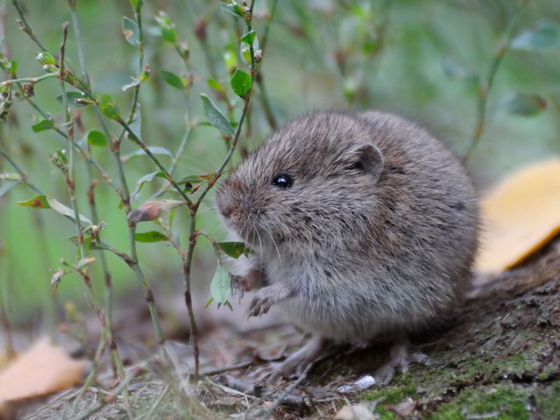 Common Mistake: Confusing Voles With Moles