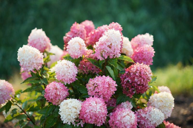 Extra Tips For Better Panicle Hydrangea Blooms