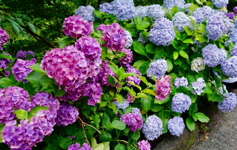hydrangeas