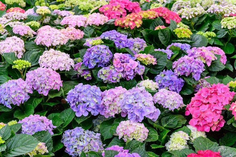 Why Hydrangeas Are So Popular In Texas Gardens