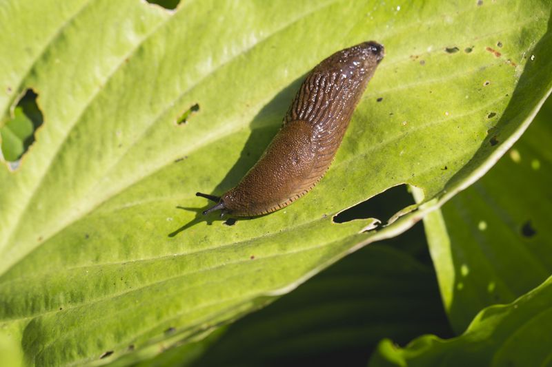 Slugs Feed At Night And Leave Ragged Holes By Morning