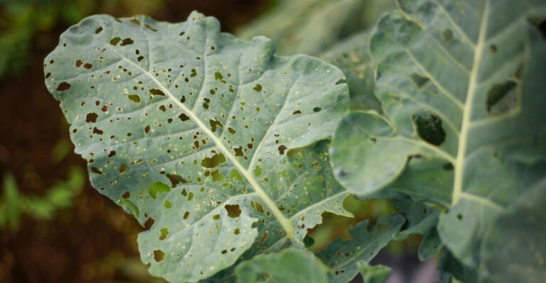 Why Those Chewed Leaves In Michigan Gardens Often Appear Overnight In Spring