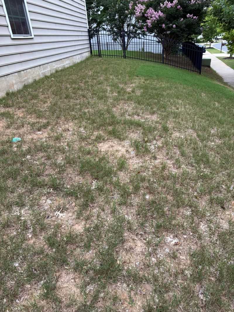 What To Avoid That Leads To Patchy Growth