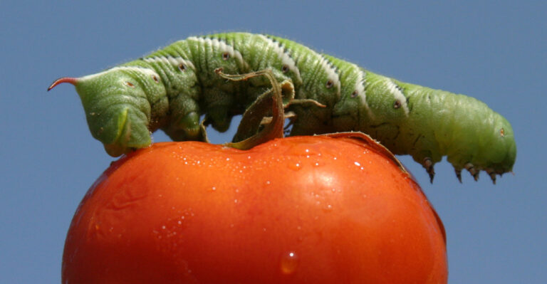 Why Tomato Hornworms Are Such A Problem In Texas Gardens