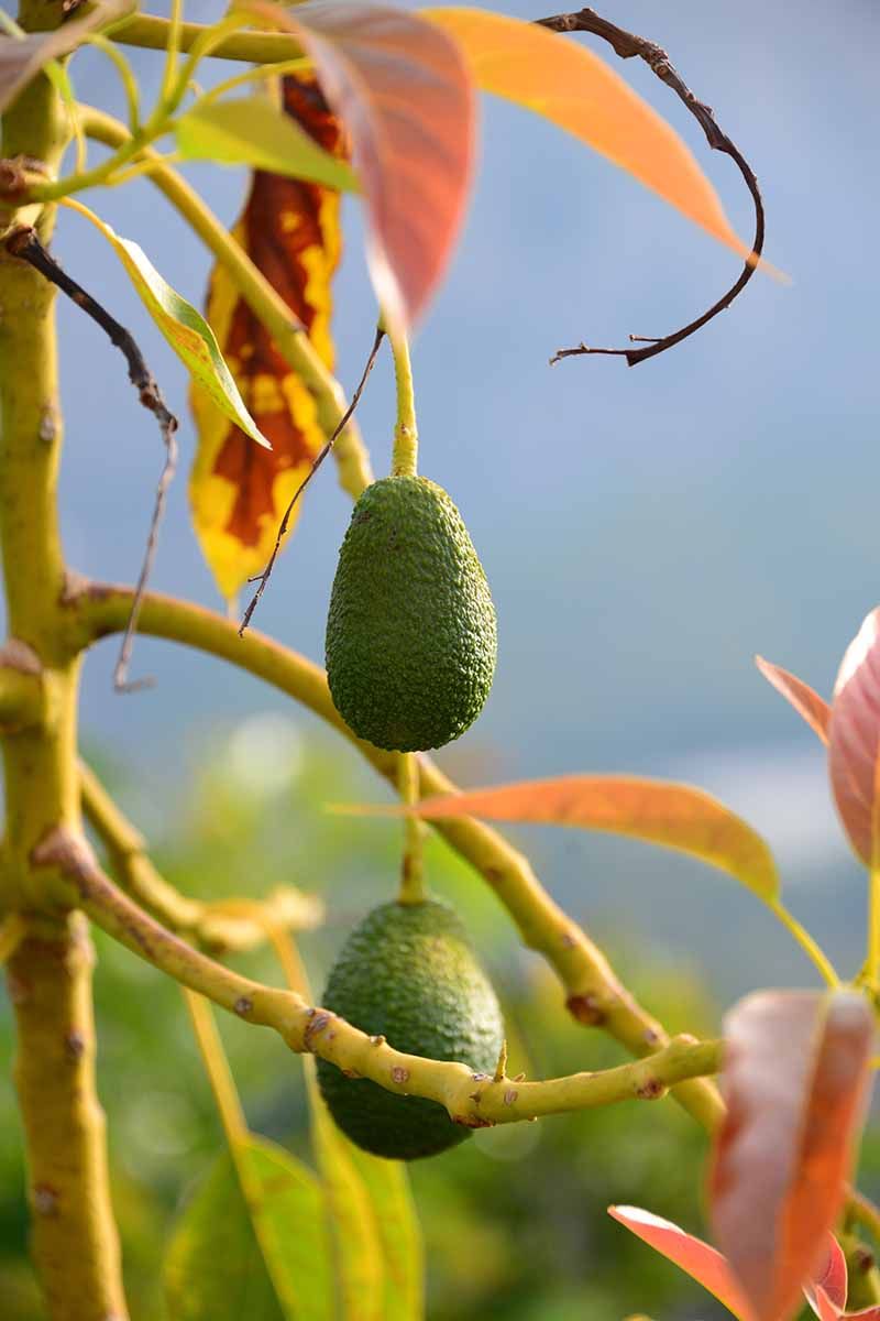 What Makes Cold-Hardy Avocados Different From Standard Varieties