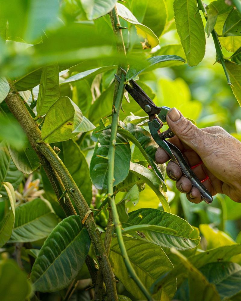 When Spring Pruning Finally Becomes A Safer Conversation