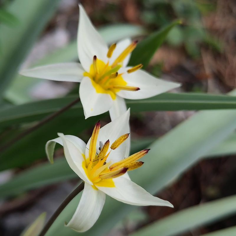 Many Tulip Varieties Are Treated As Annuals In Ohio