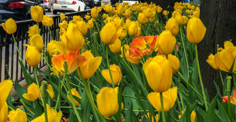 Why Tulips Bloom Beautifully One Year In Ohio Then Disappear The Next