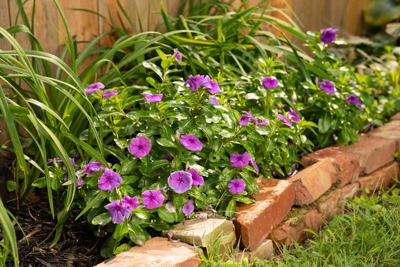Where To Plant Vinca For The Best Results