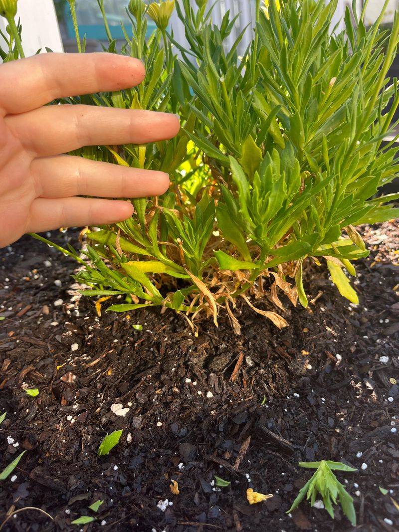 The Signs Your Plants Are Getting Water Too Often