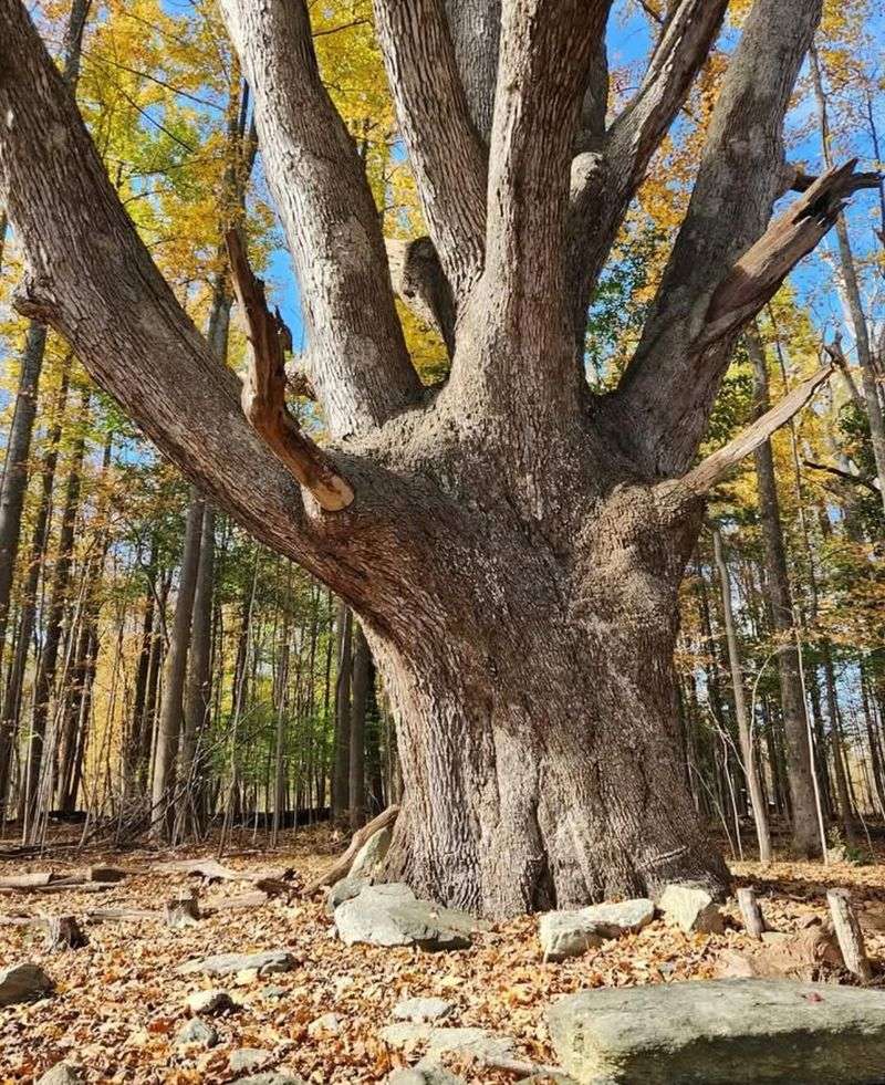 What Makes White Oak So Useful