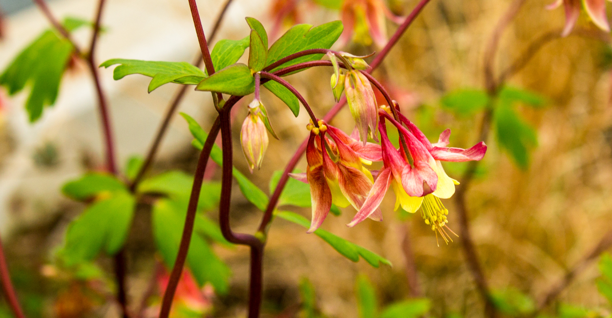 wild columbine