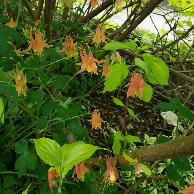 Produces A High Volume Of Viable Seed (Aquilegia Canadensis)