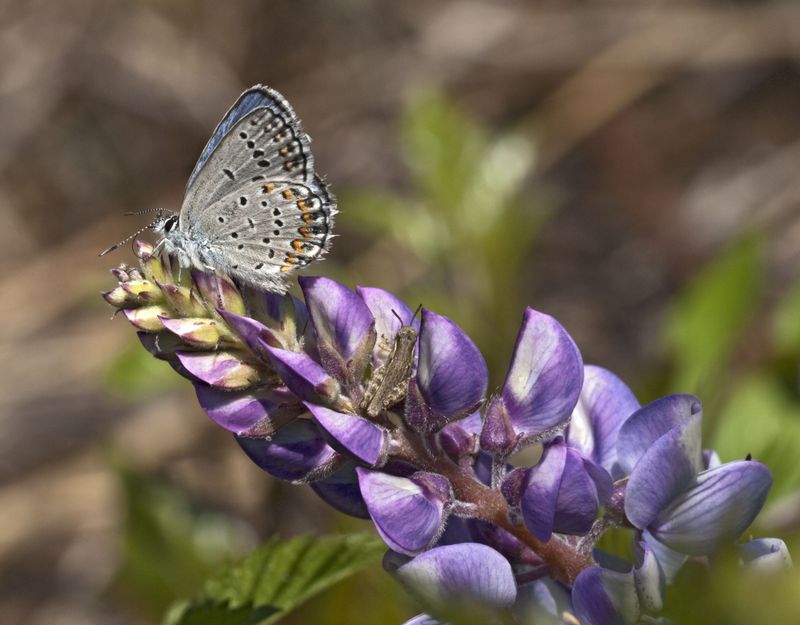 Wild Lupine Hosts Karner Blue Larvae