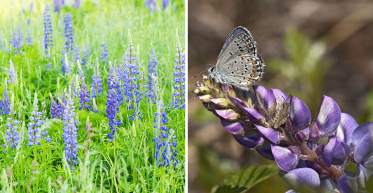 Why Wild Lupine Blooming In May Is A Critical Lifeline For Michigan’s Endangered Karner Blue Butterfly