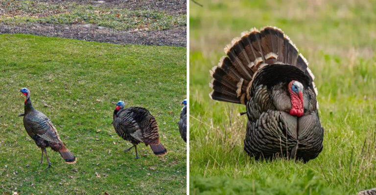 Why Wild Turkeys Are Tearing Up Michigan Lawns In Spring And How To Stop It