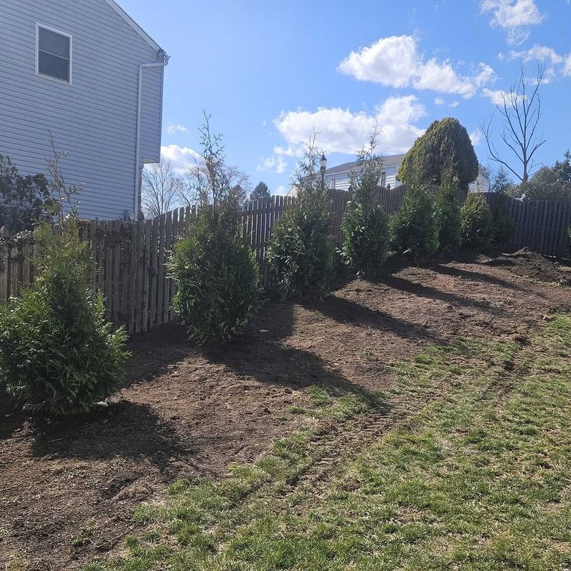 Eastern Red Cedar Provides Year Round Evergreen Screening