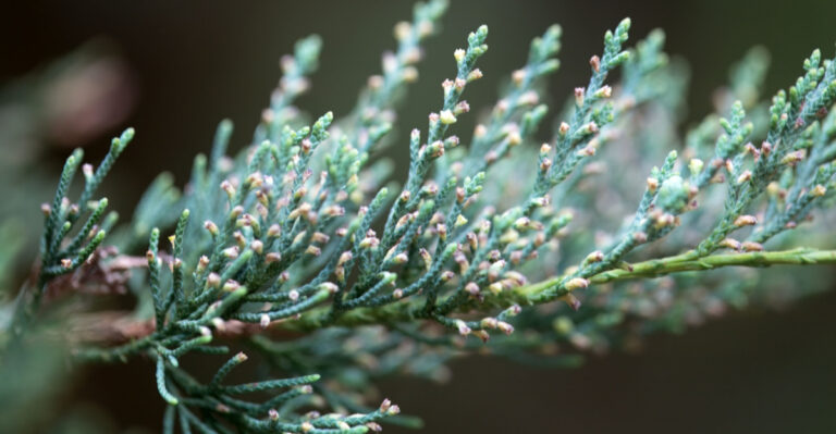 Why You Should Grow Eastern Red Cedar Along Your Fence In Ohio For Year-Round Privacy