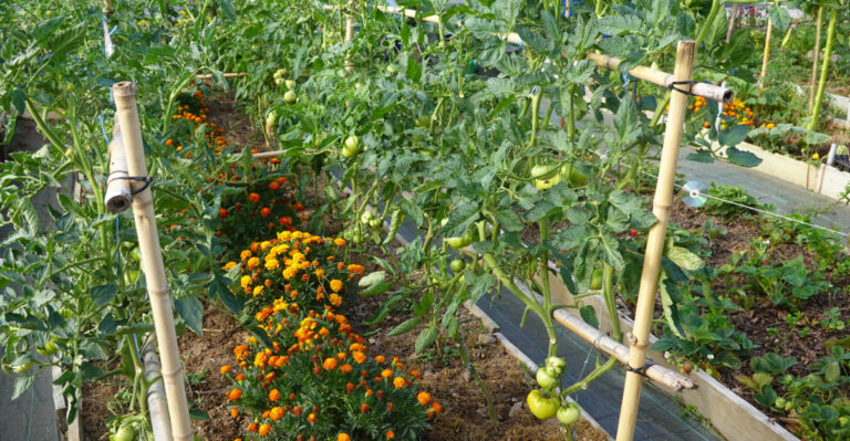 Tomato plants with bamboo supports and vibrant marigolds growing together in a raised garden bed