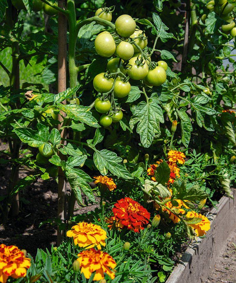 Marigolds Fill The Bare Space Beneath Tomato Plants
