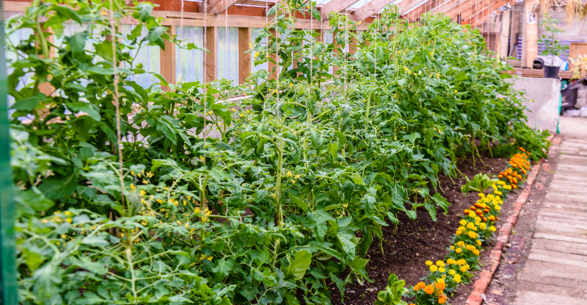 marigolds under tomatoes