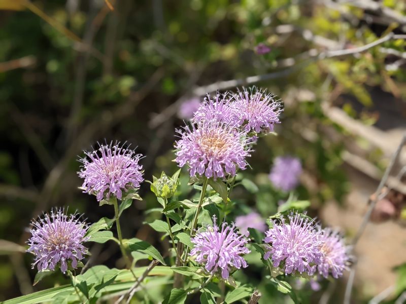 Bee Balm Brings Pollinators Right To Your Yard