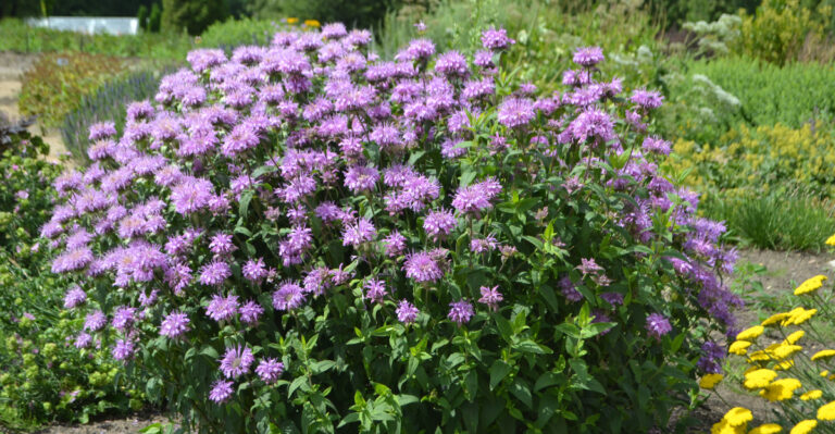 native bee balm