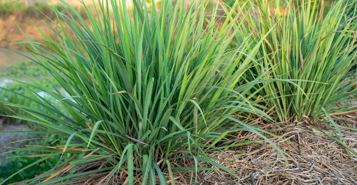 Lemongrass (featured image)