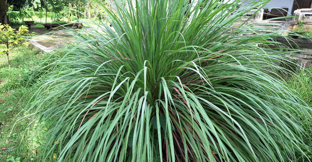 Lemongrass (featured image)